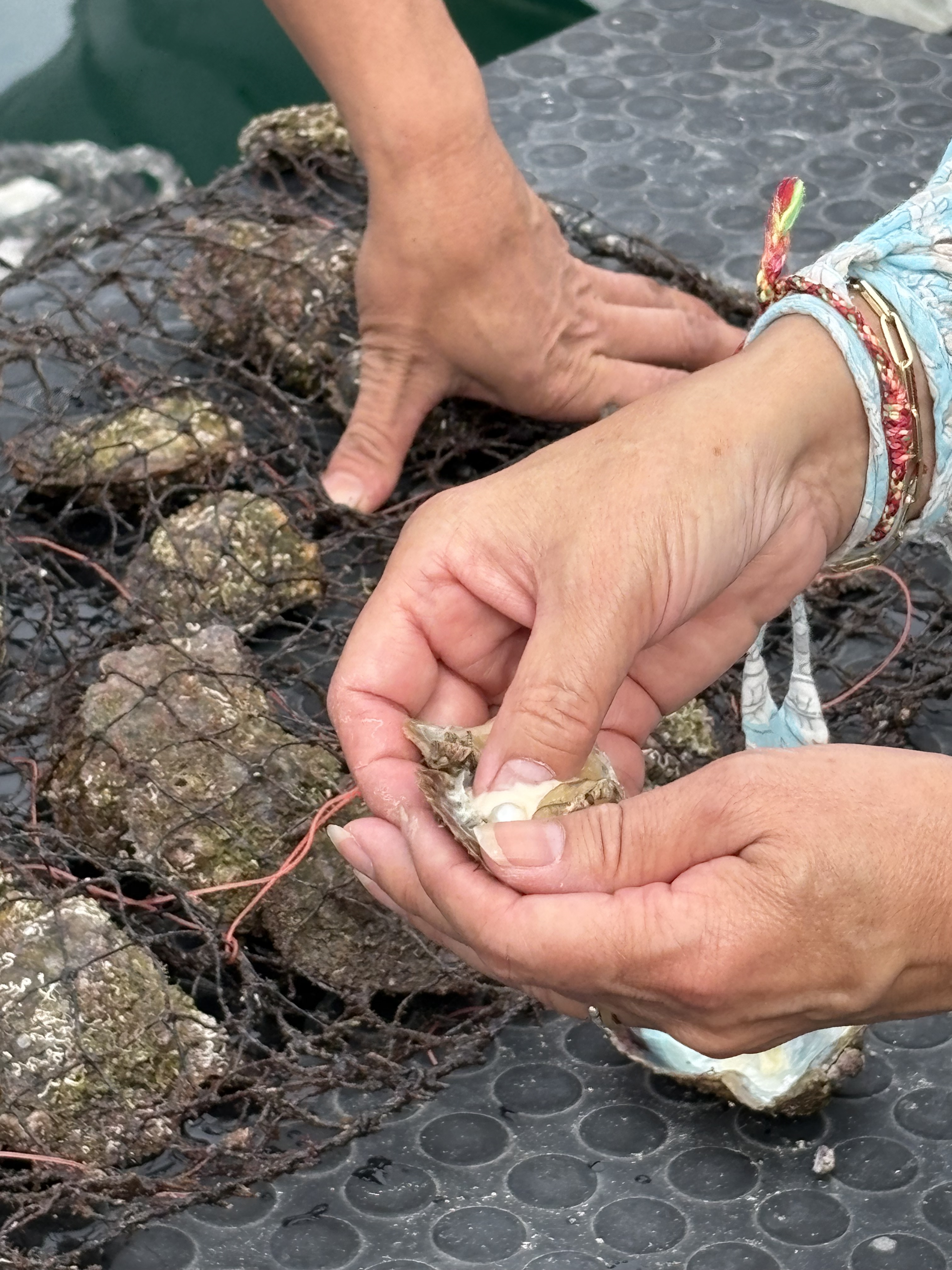Het oogsten van een Akoya parel Laetitia Ruchtie